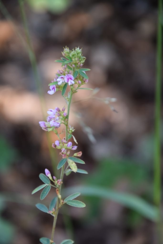 Lespedeza (Lespedeza × neglecta)