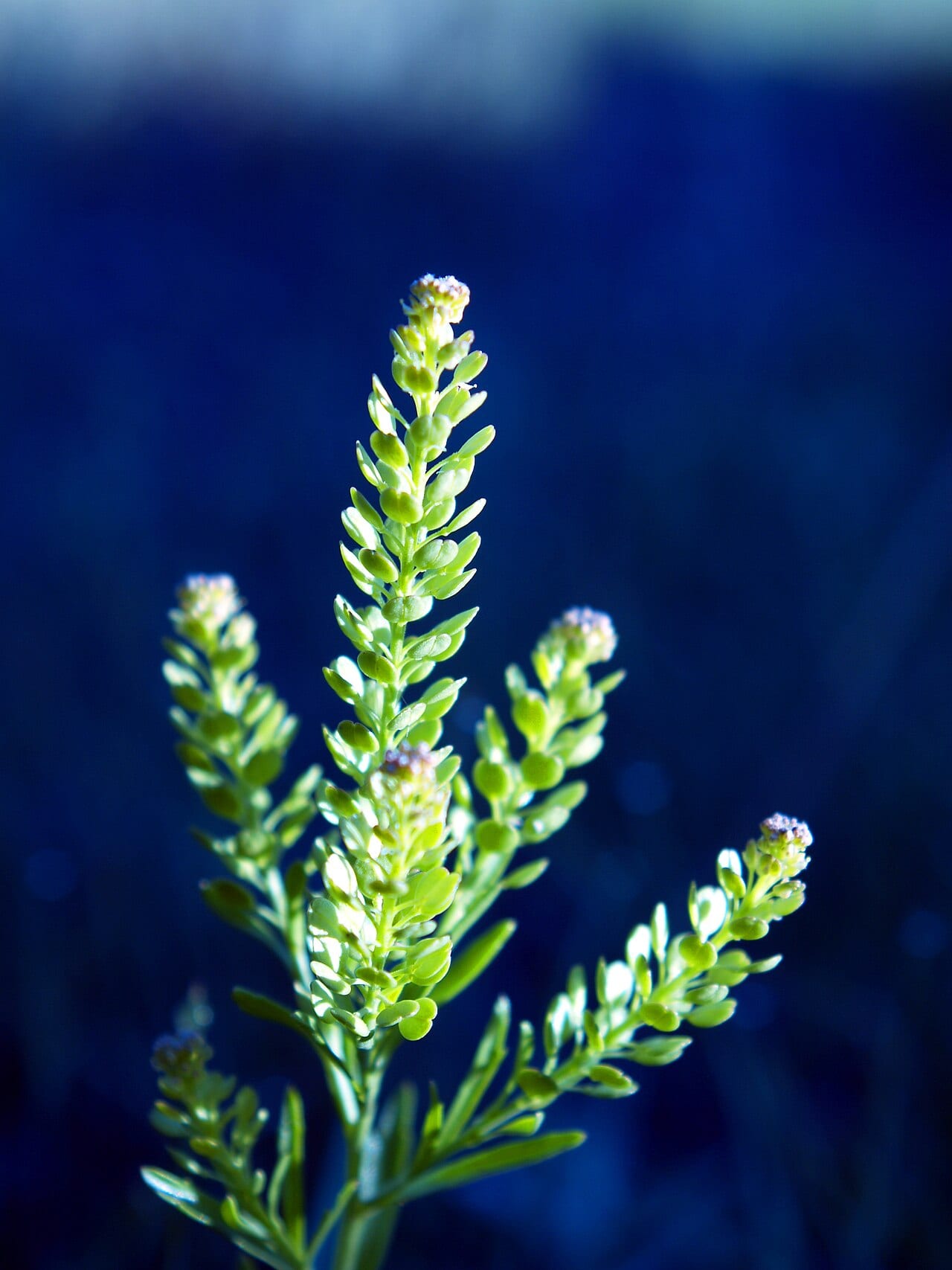 Common pepperweed (Lepidium densiflorum)