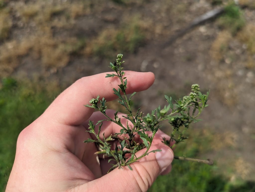 Veiny pepperweed (Lepidium oblongum var. oblongum)