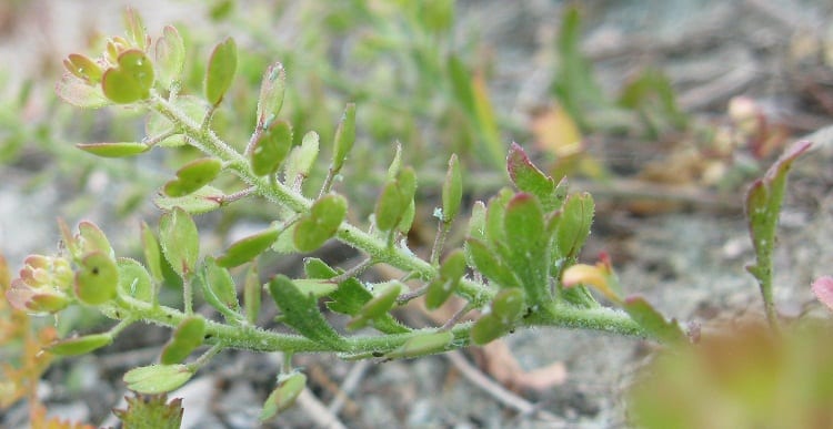 Veiny pepperweed (Lepidium oblongum)