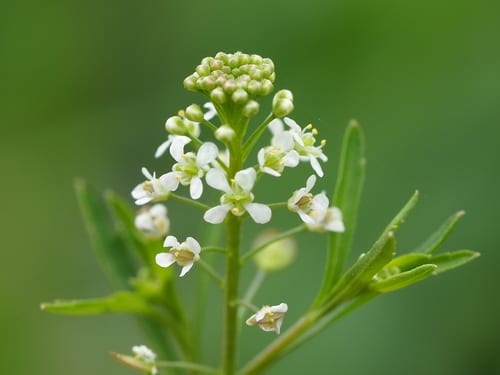 Poorman's pepperwort (Lepidium virginicum var. virginicum)