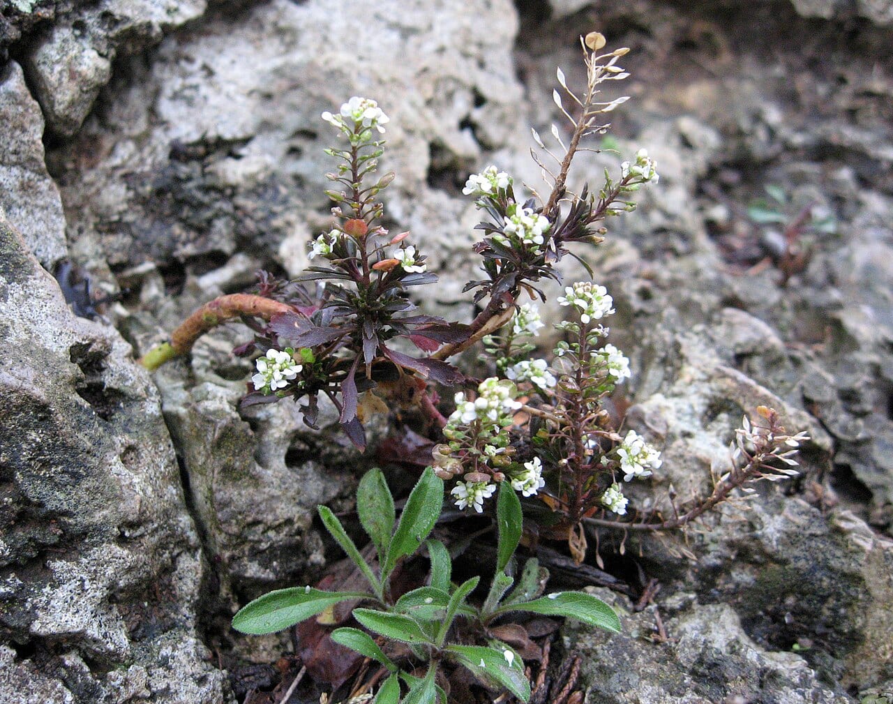 Virginia peppergrass (Lepidium virginicum)