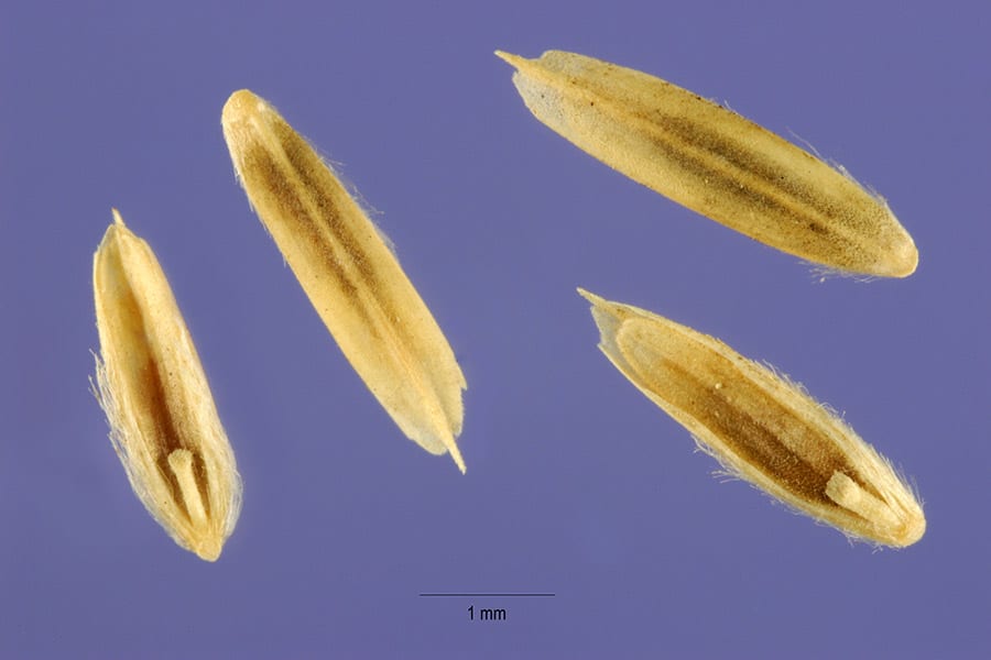 Green sprangletop (Leptochloa dubia)