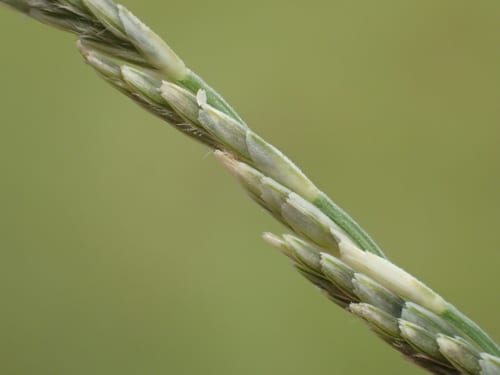 Mexican sprangletop (Leptochloa fusca ssp. uninervia)