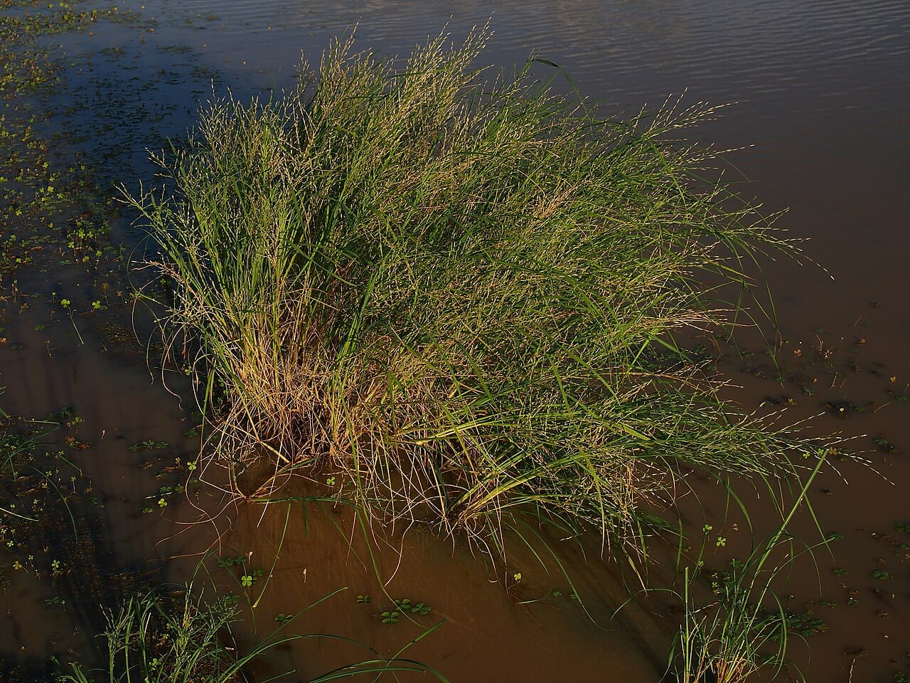 Malabar sprangletop (Leptochloa fusca)
