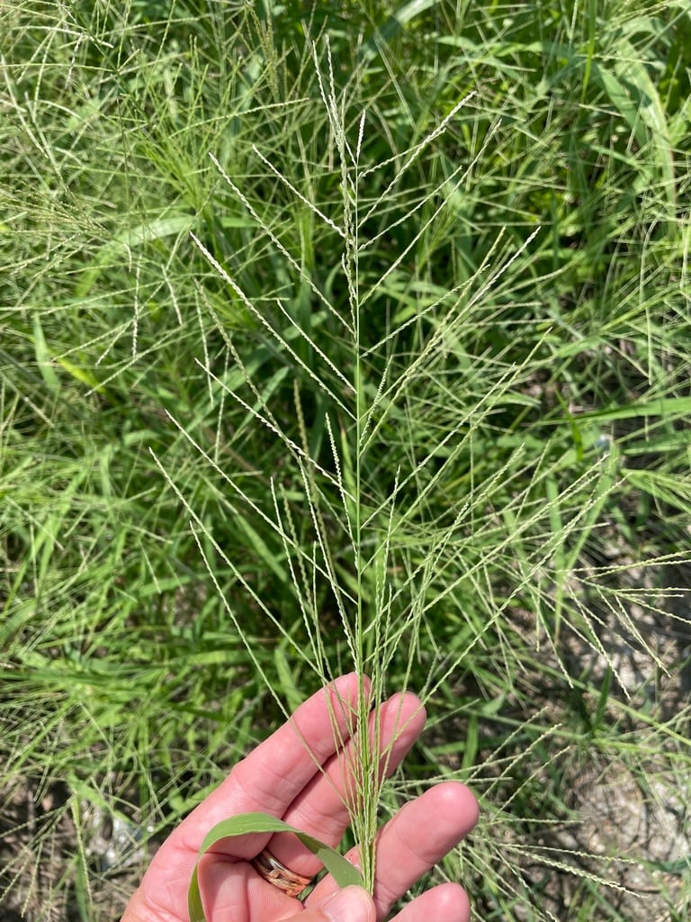 Red sprangletop (Leptochloa panicea ssp. brachiata)