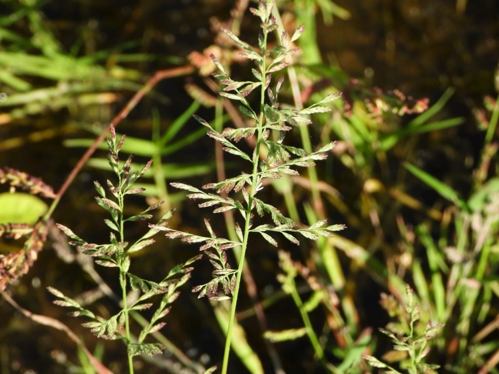 Amazon sprangletop (Leptochloa panicoides)