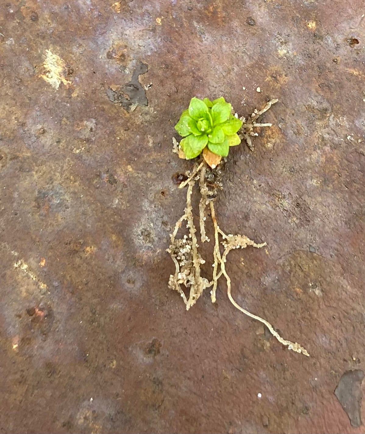 Petiteplant (Lepuropetalon spathulatum)
