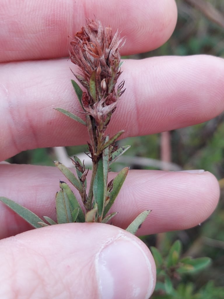 Lespedeza (Lespedeza × simulata)