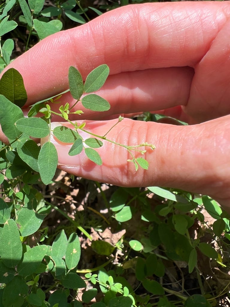 Shrubby lespedeza (Lespedeza frutescens)