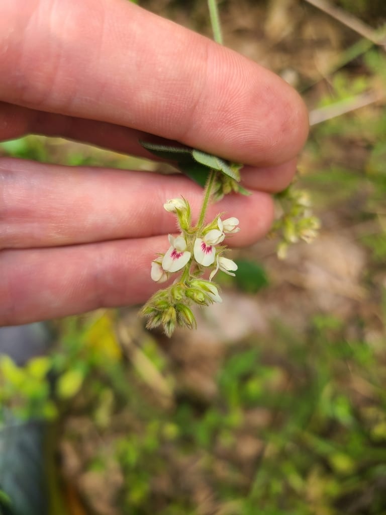 Hairy lespedeza (Lespedeza hirta ssp. hirta)