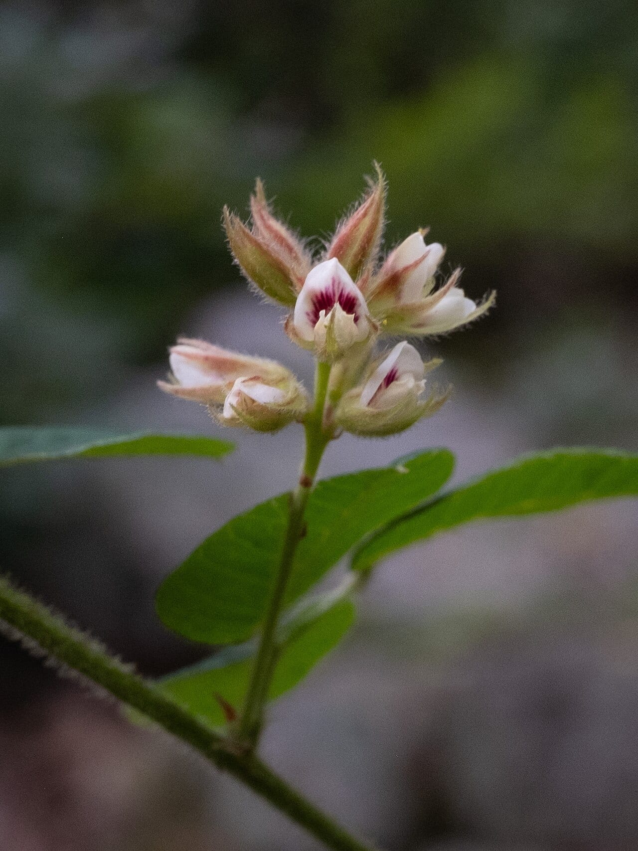 Hairy lespedeza (Lespedeza hirta)