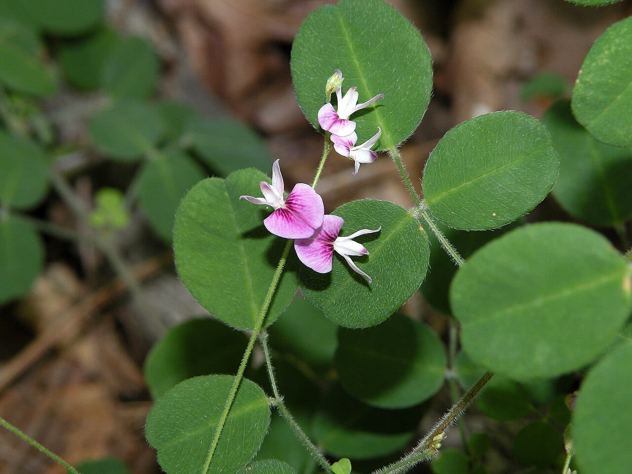Trailing lespedeza (Lespedeza procumbens)