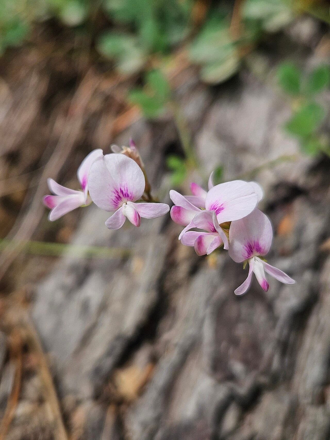 Creeping lespedeza (Lespedeza repens)