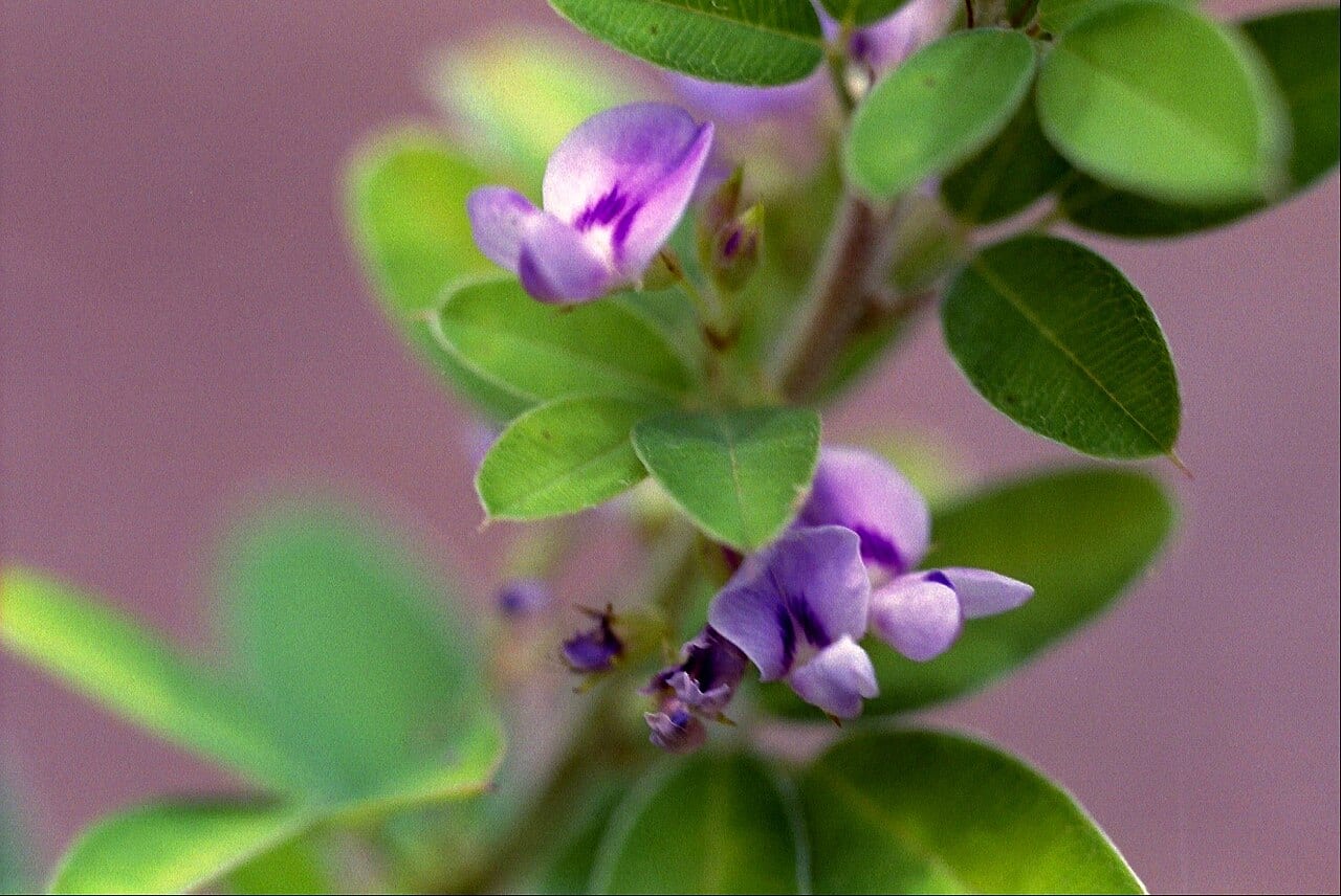 Tall bush-clover (Lespedeza stuevei)