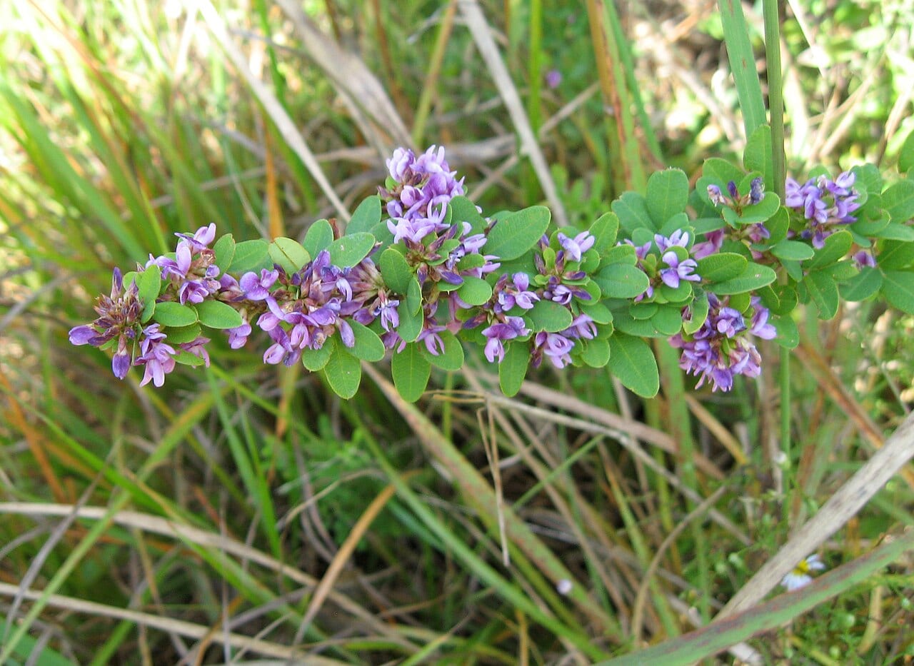 Violet lespedeza (Lespedeza violacea)