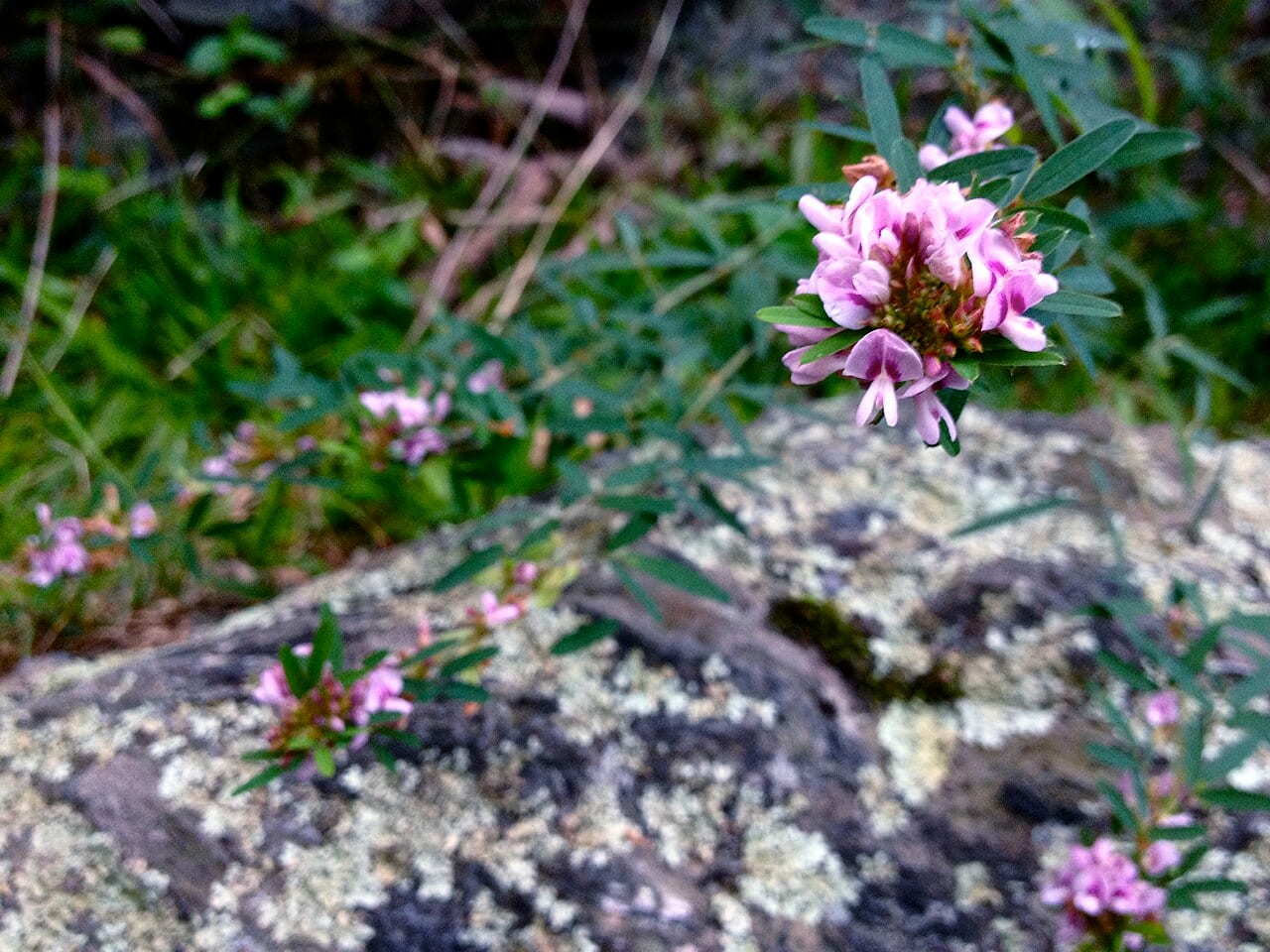 Slender lespedeza (Lespedeza virginica)