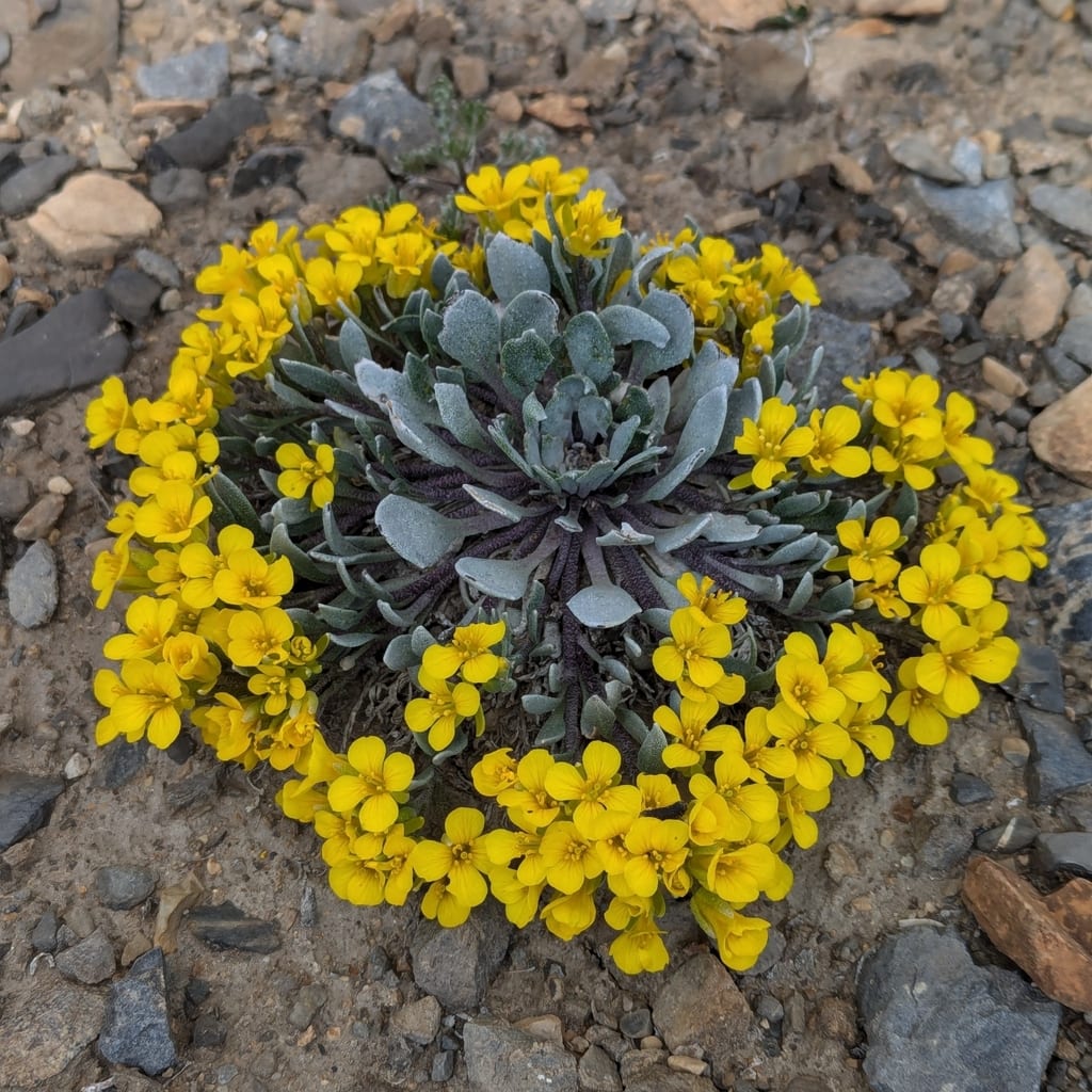 Alpine bladderpod (Lesquerella alpina var. alpina)