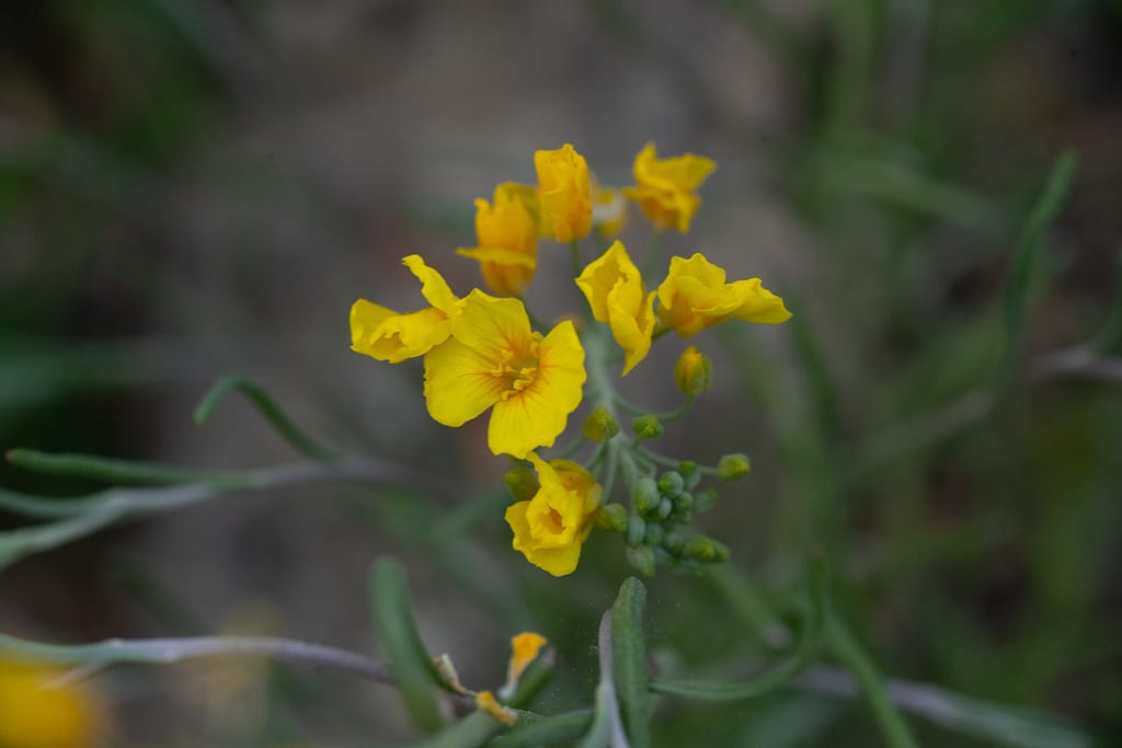 Annual bladderpod (Lesquerella angustifolia)