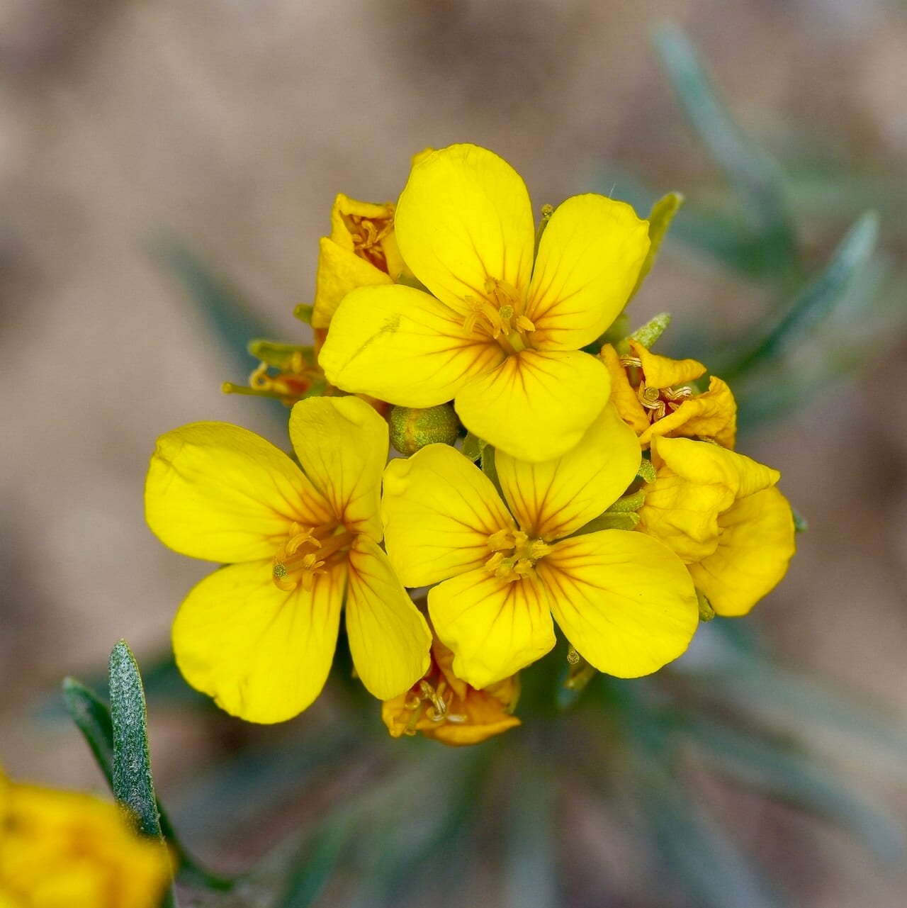 Fendler's bladderpod (Lesquerella fendleri)