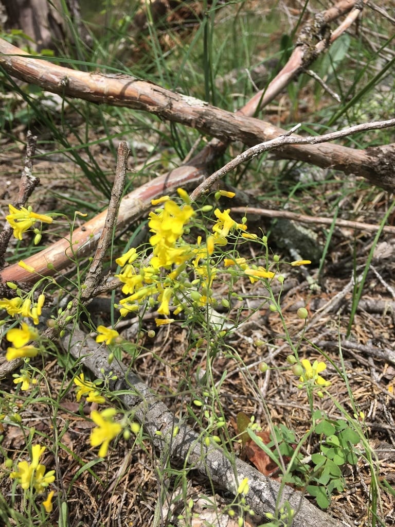 Limestoneglade bladderpod (Lesquerella filiformis)