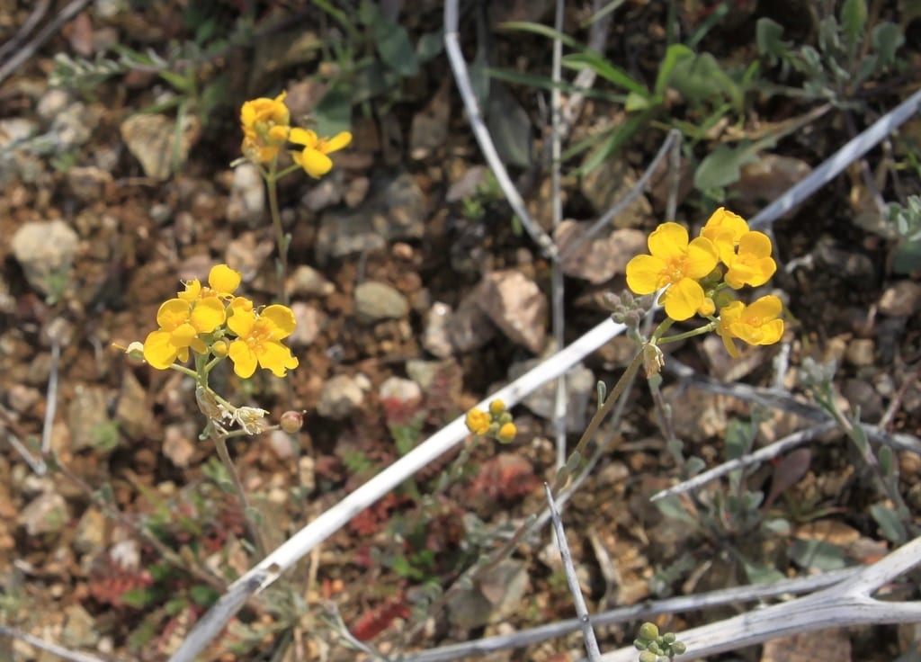 Gordon's bladderpod (Lesquerella gordonii var. gordonii)