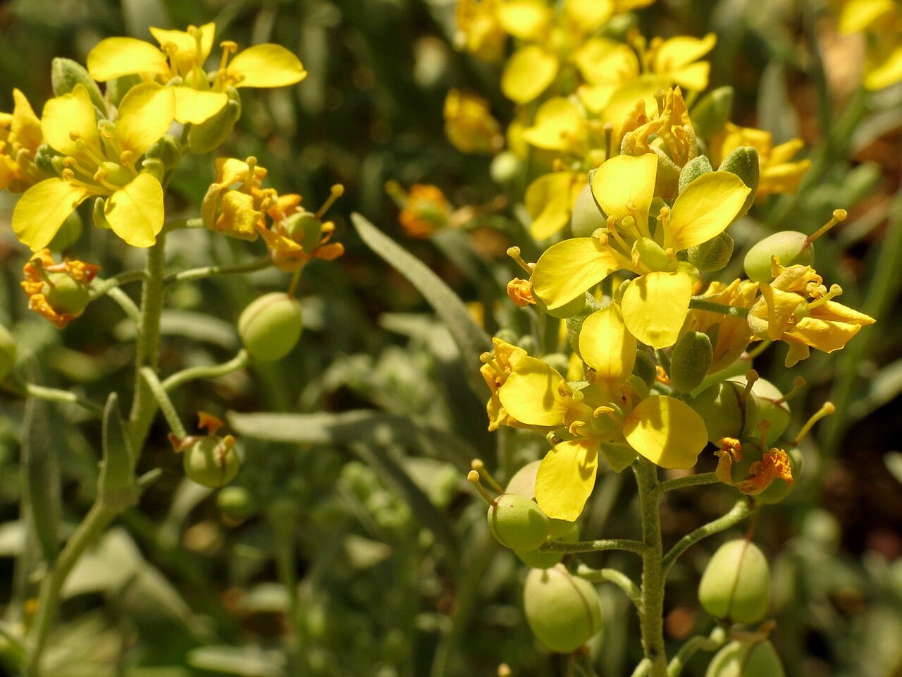Gordon's bladderpod (Lesquerella gordonii)