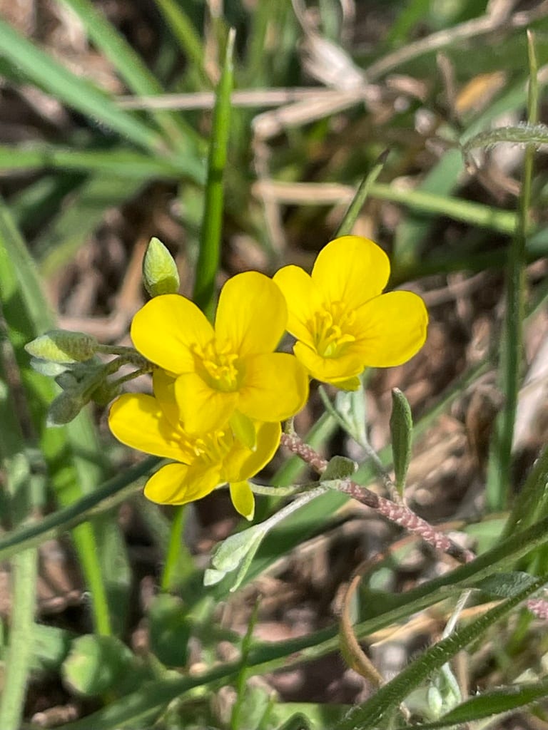 Spreading bladderpod (Lesquerella gracilis)