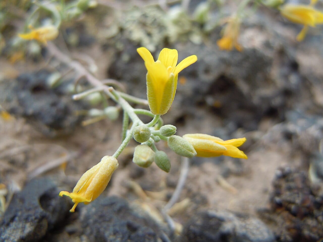 Foothill bladderpod (Lesquerella ludoviciana)