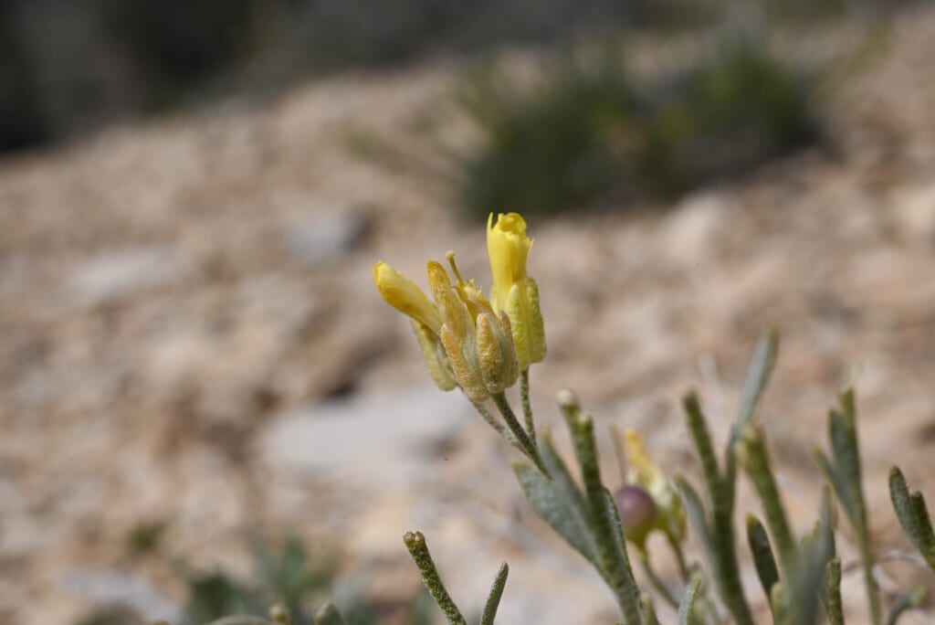 Roundleaf bladderpod (Lesquerella ovalifolia ssp. ovalifolia)