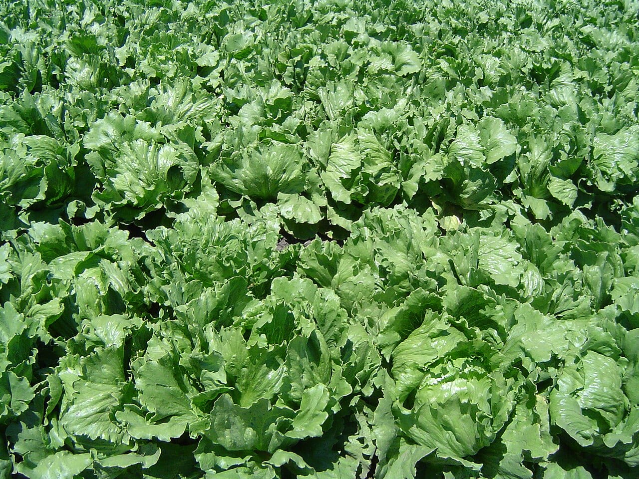 Lettuce (Lactuca sativa)