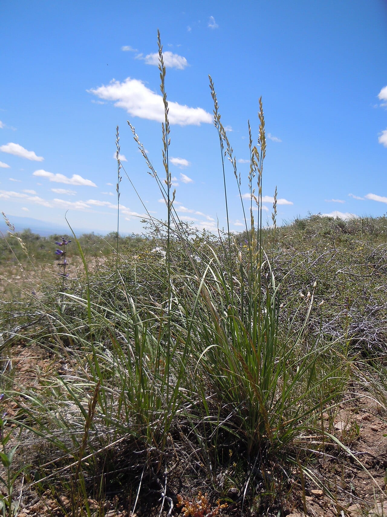 King's fescue (Leucopoa kingii)