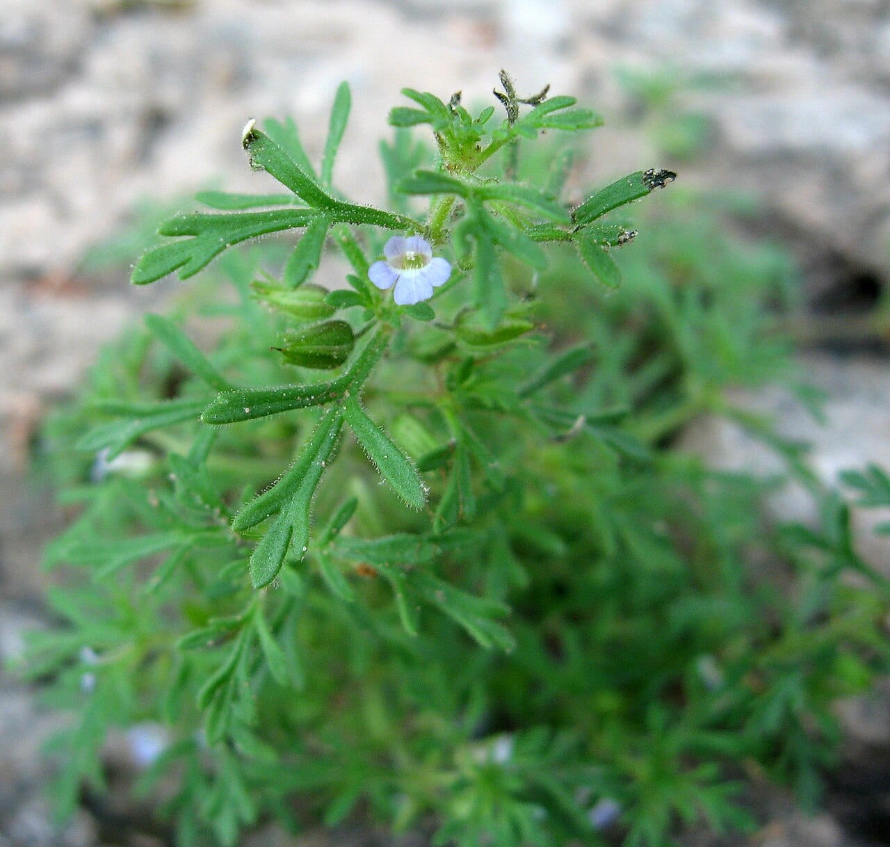 Narrowleaf paleseed (Leucospora multifida)