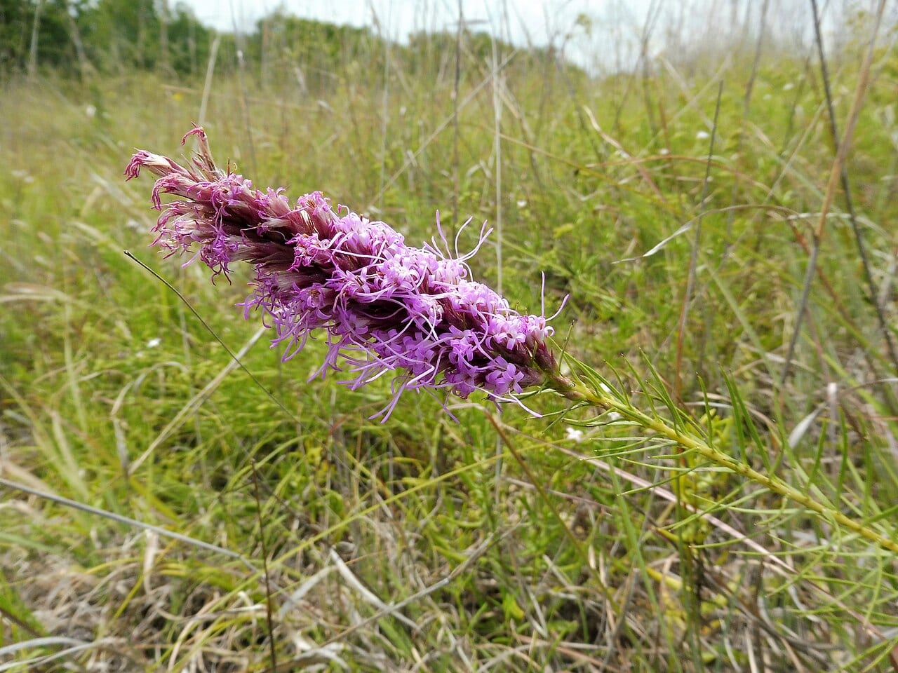 Summer gayfeather (Liatris aestivalis)