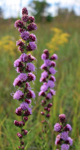 Rough gayfeather (Liatris aspera var. aspera)