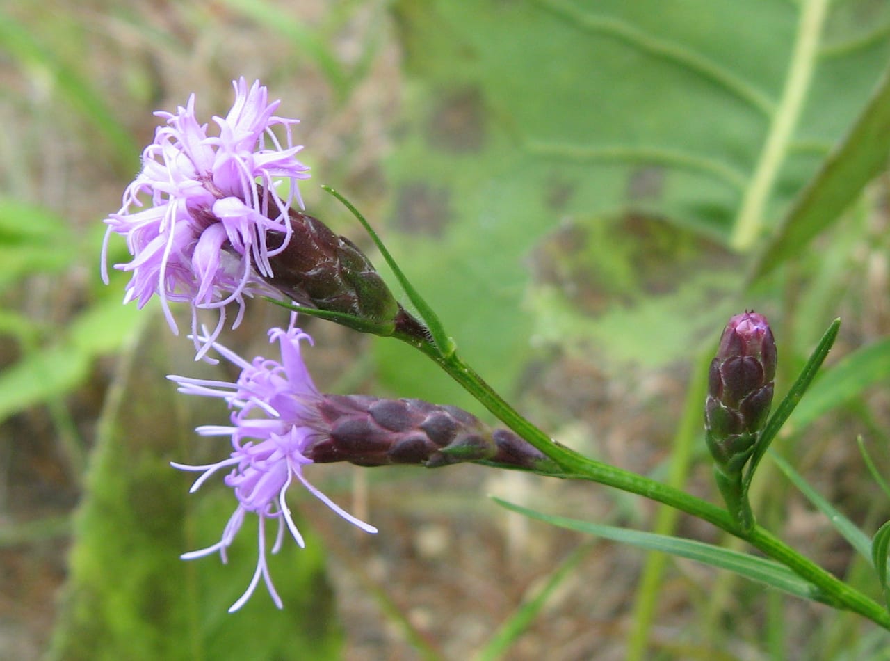 Ontario blazing star (Liatris cylindracea)