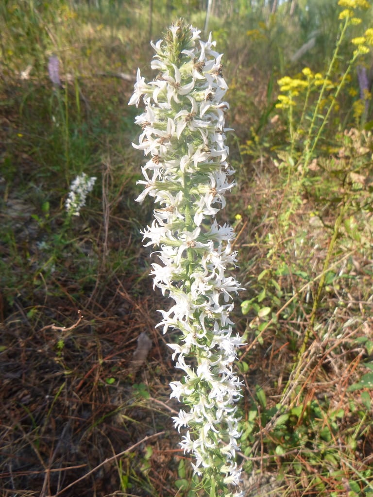 Elegant gayfeather (Liatris elegans var. elegans)