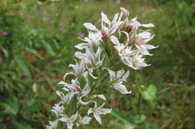 Pink-scale blazing star (Liatris elegans)