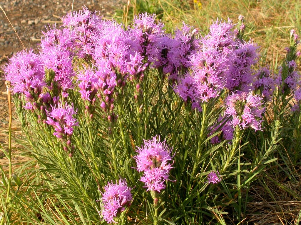 Dotted blazing star (Liatris punctata)