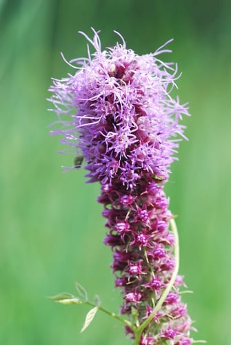 Cattail gayfeather (Liatris pycnostachya var. pycnostachya)