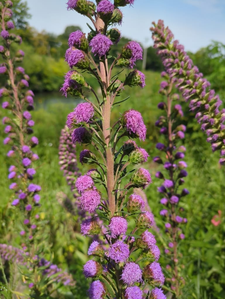 Nieuwland's blazing star (Liatris scariosa var. nieuwlandii)