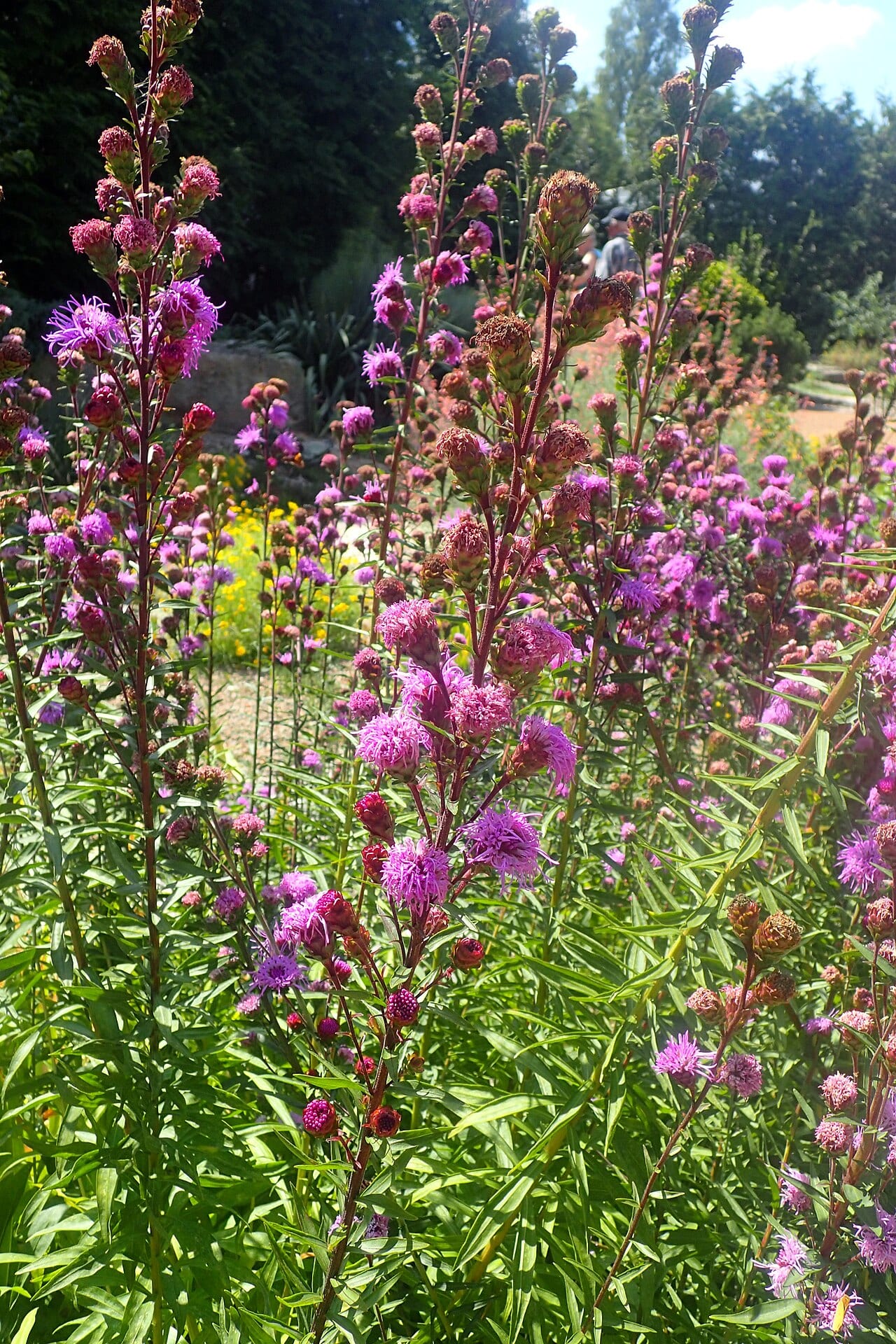 Devil's bite (Liatris scariosa)