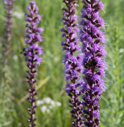 Dense blazing star (Liatris spicata var. spicata)