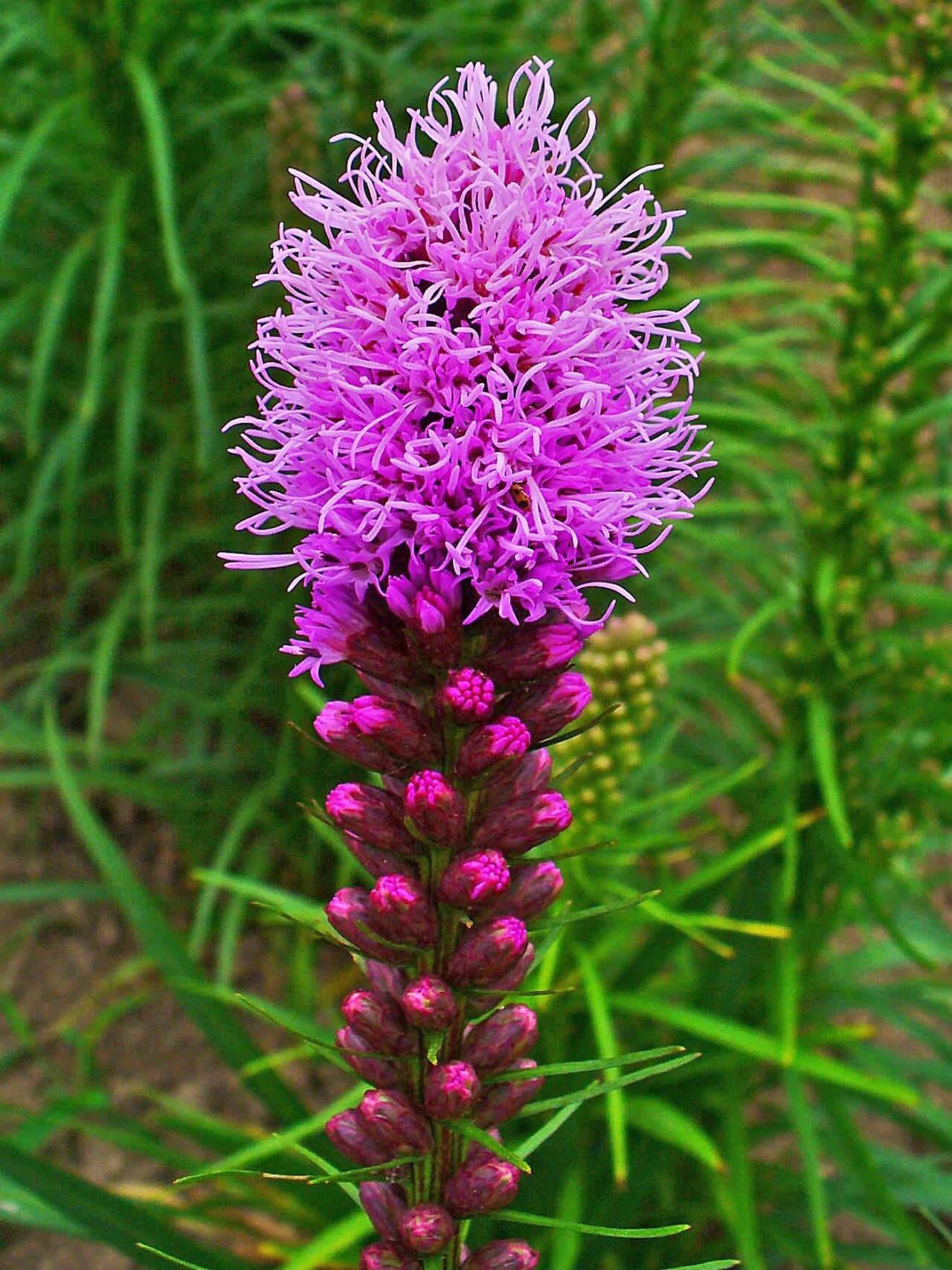 Dense blazing star (Liatris spicata)