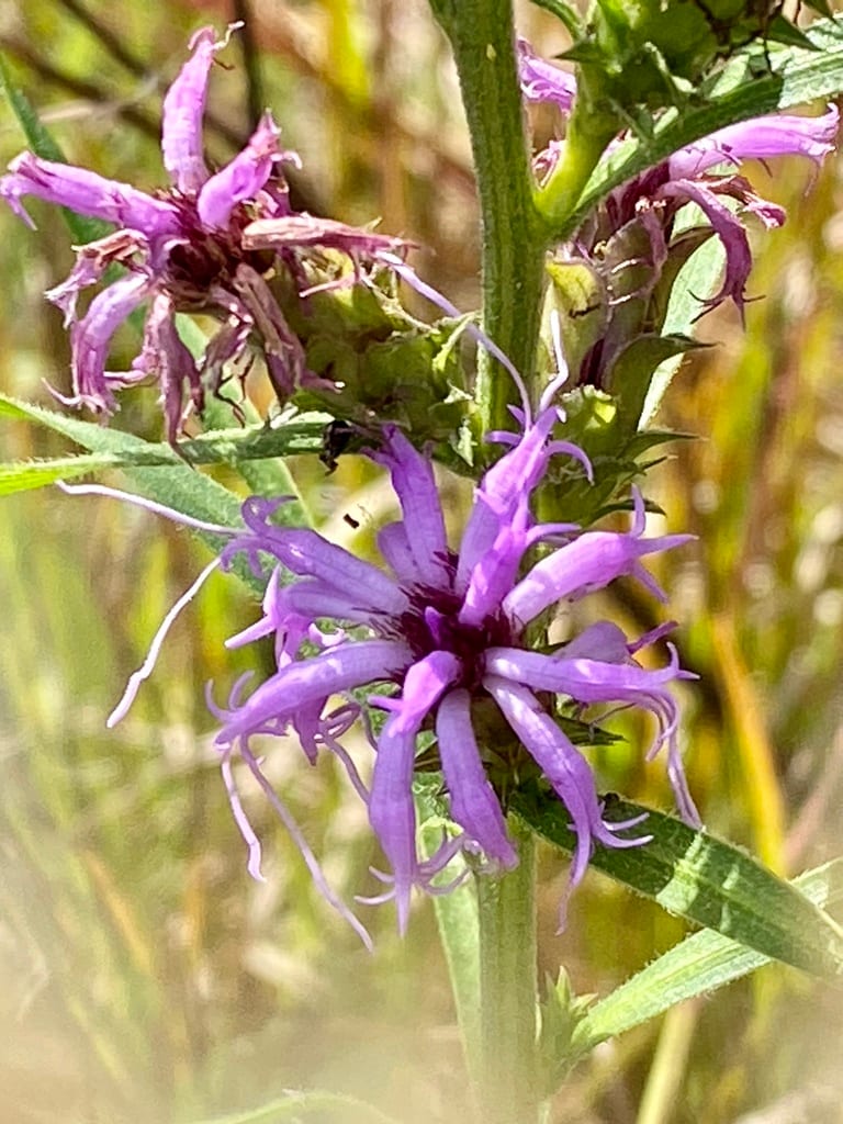 Scaly blazing star (Liatris squarrosa var. squarrosa)