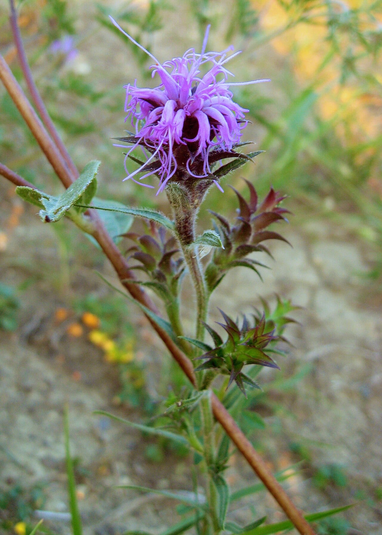 Scaly blazing star (Liatris squarrosa)