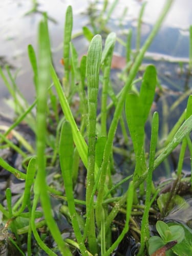 Carolina grasswort (Lilaeopsis carolinensis)