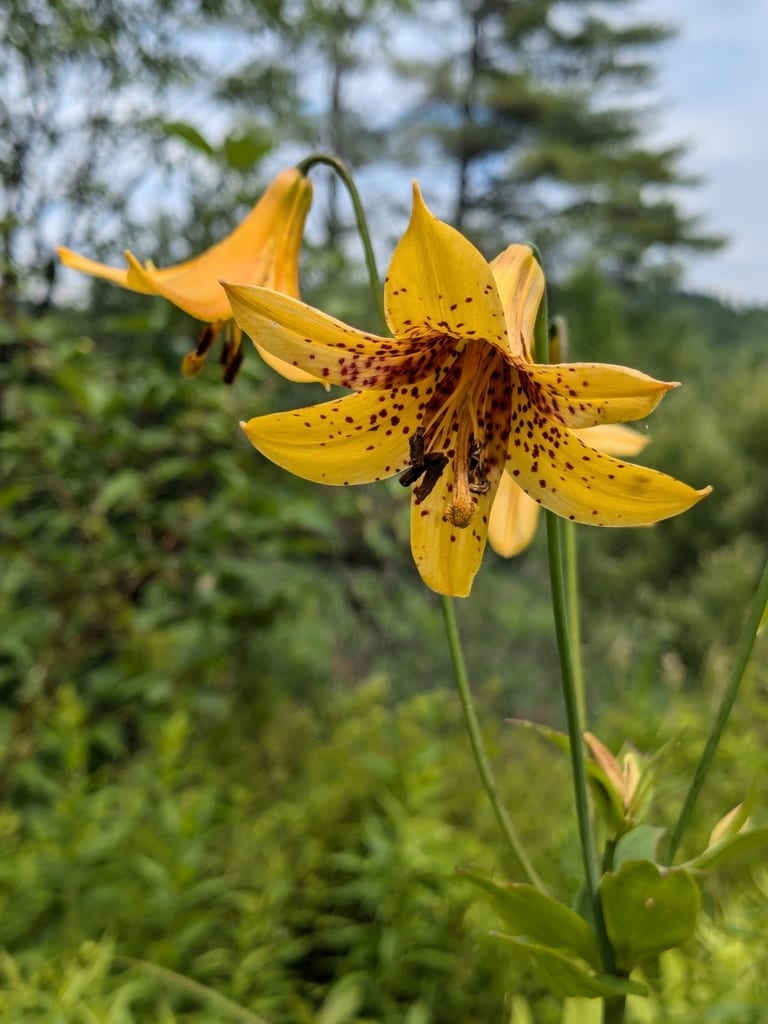 Canada lily (Lilium canadense ssp. canadense)