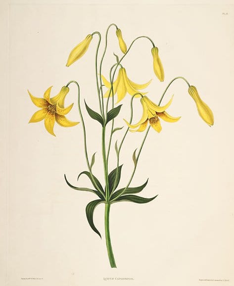 Canada lily (Lilium canadense)