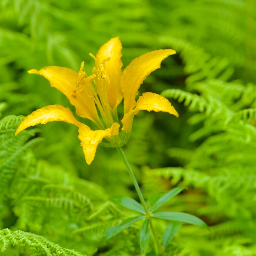 Lis de philadelphie (Lilium philadelphicum var. philadelphicum)